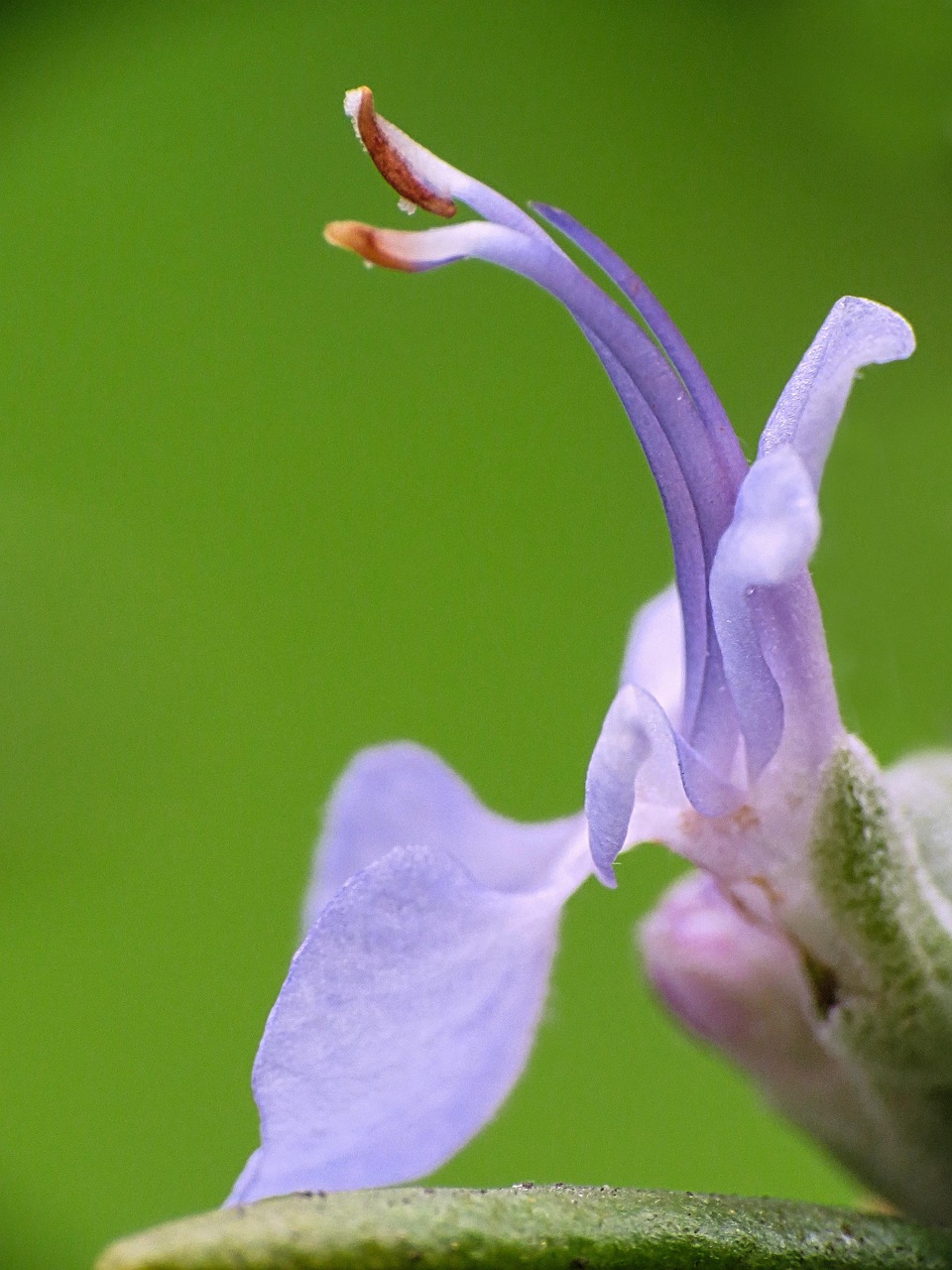HSPにおすすめのアロマの効果と香りは？
