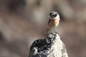 HSPの優しさが重荷になる時、どう対処すれば良いのか？