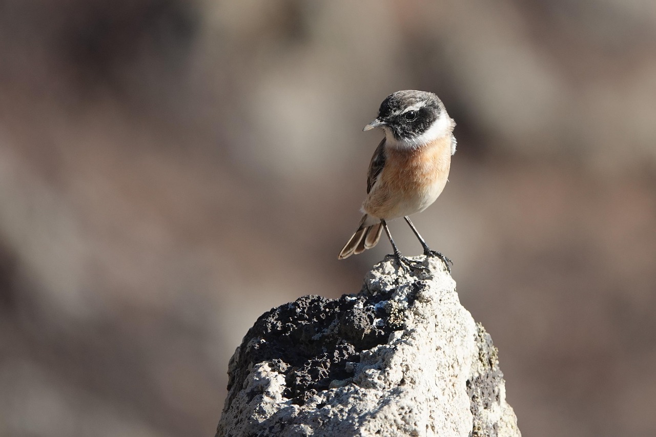 HSPの優しさが重荷になる時、どう対処すれば良いのか？