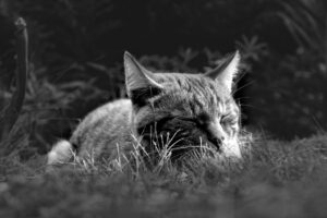HSPが睡眠を改善するために試すべき方法は？